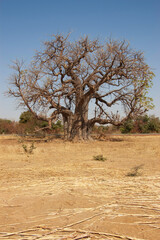 Baobab