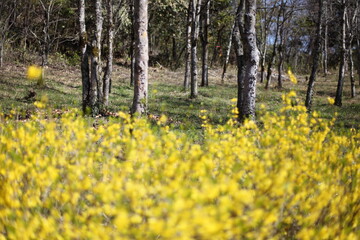 春の森とレンギョウ
