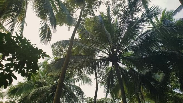 Man stands in the top of a coconut palm tree in jungle permaculture farm in Bali