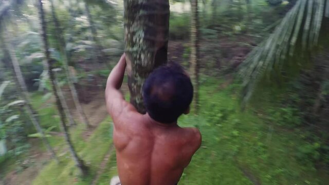 Man climbs to the top of a coconut palm tree in jungle permaculture farm in Bali