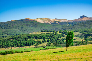 Obraz premium tree and mountain