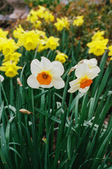 Obraz premium jonquils, narcissus, daffodils