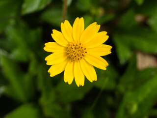 Singapore Daisy (Sphagneticola trilobata) flower