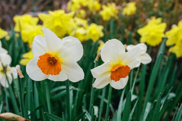 Obraz premium jonquils, narcissus, daffodils
