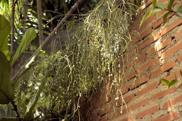 Pretty small white flowers on a wooden trellis 
