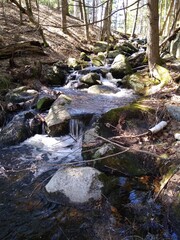 stream in the forest