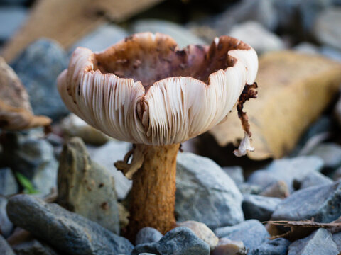 The Blusher Fungi (Amanita aff rubescens)