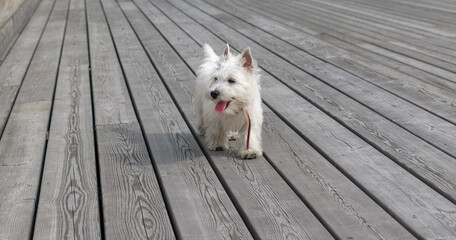 Puppy portrait. Dog breed West Highland White Terrier. Runs along the wooden flooring. Westie happily opened his mouth.