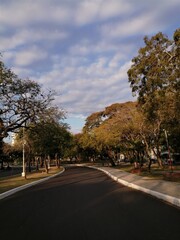 Calle asfaltada con árbole