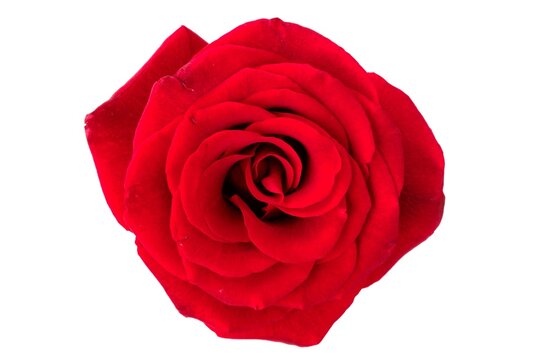Closeup of beautiful red rose bud