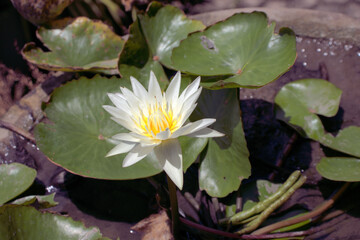 White water lily in full bloom