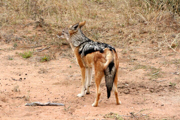 Shot of a black backed jackal showing it's back and tail