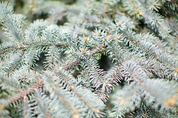 close up view of spruce tree 