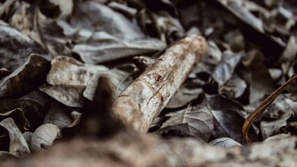 close up of a tree trunk