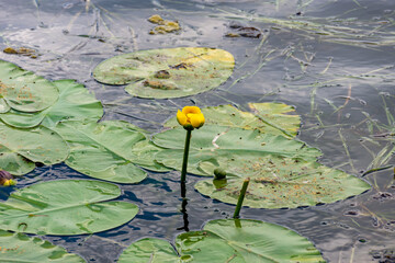 Lake Hopatcong - Water Lily