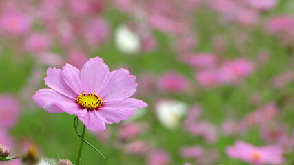 Obraz premium Close up shot of beautiful Cosmos blossom