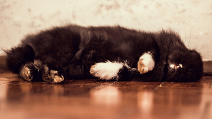 black cat lying on a carpet