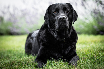 black labrador retriever