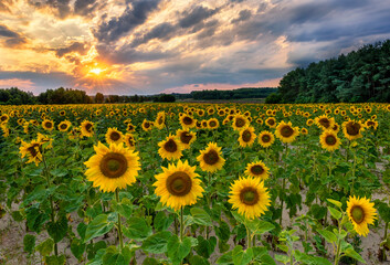 Obraz premium Beautiful sunset over sunflower field