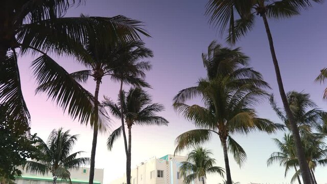 Palm trees in Miami Beach at night