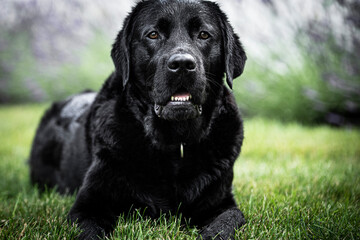 black labrador retriever