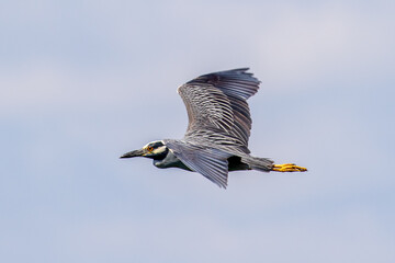 bird in flight