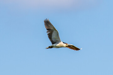 Obraz premium black crowned night heron