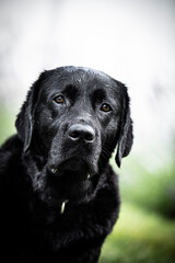 black labrador retriever