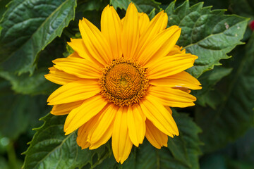 yellow flower in the garden