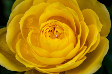 yellow rose macro