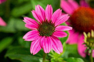 close up of pink flower