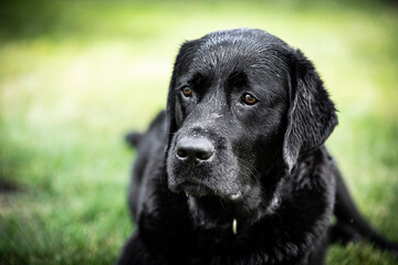 black labrador retriever