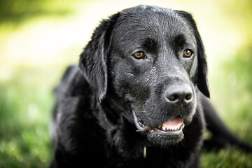 black labrador retriever