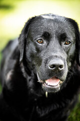 black labrador retriever