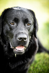 black labrador retriever