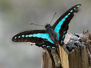 Blue Triangle Butterfly (Graphium sarpedon)