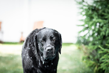 black labrador retriever