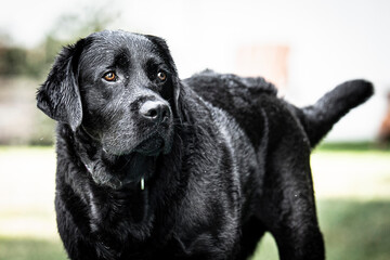 Fototapeta premium black labrador retriever