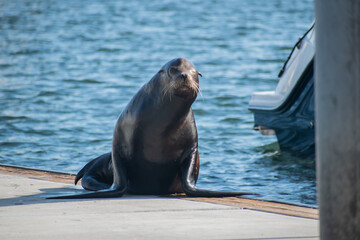 Fototapeta premium Sea lion enjoys the summer in Marina del Rey, CA