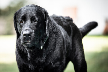 black labrador retriever
