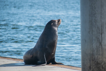 Obraz premium Sea lion enjoys the summer in Marina del Rey, CA