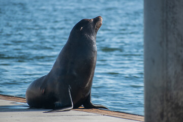Sea lion enjoys the summer in Marina del Rey, CA