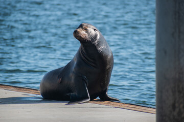 Fototapeta premium Sea lion enjoys the summer in Marina del Rey, CA