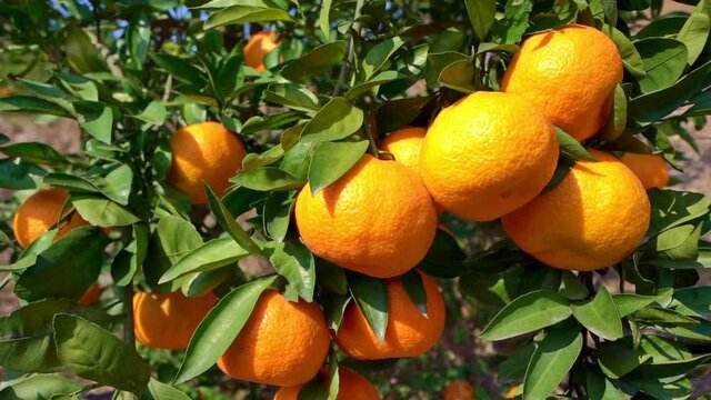 Close-up of fresh ripe mandarin oranges in the orchard