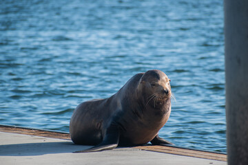 Fototapeta premium Sea lion enjoys the summer in Marina del Rey, CA