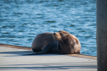 Fototapeta premium Sea lion enjoys the summer in Marina del Rey, CA