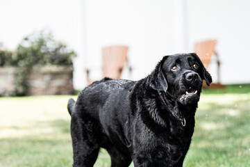 black labrador retriever