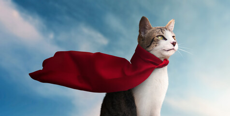 cute super hero cat with his red cape watching the horizon - blue sky background