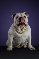 Perro bulldog sacando la lengua color blanco en sesion de estudio con un collar dorado y  diferentes poses, sobre una superficie gris y un fondo morado