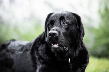 black labrador retriever
